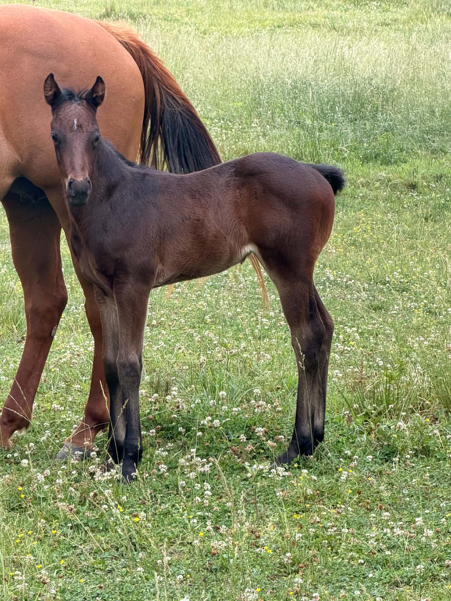 Seis Shots of Beauty x DTF Bred Mare